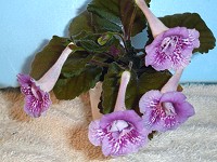 Sinningia 'Ozark Double Beauty' Sinningia 'Ozark Double Beauty'